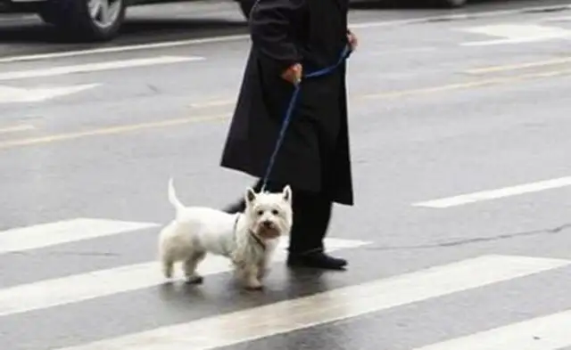 The dog ran into a red light and the owner claimed $180,000? The traffic cop's got a big hand