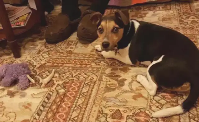 Why do dogs stare at people who bark? The village boss is telling the truth