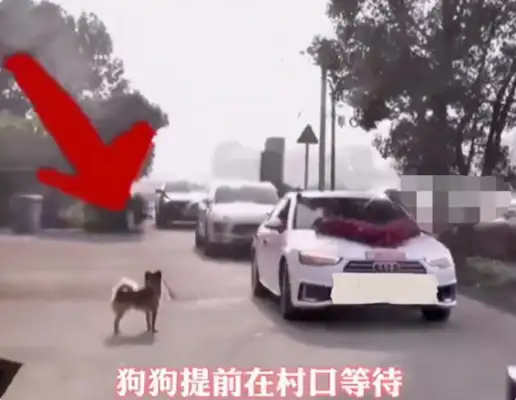 Dogs chase the bride's car for a dozen miles, and the groom probably doesn't have the will