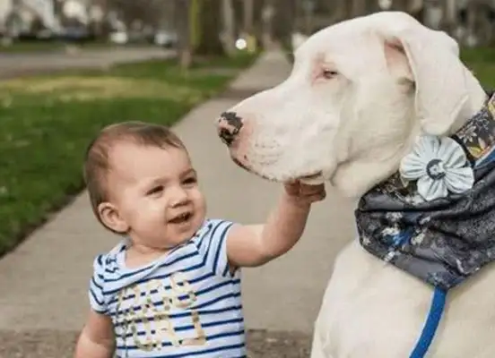 These five doggies protect their masters with their own lives