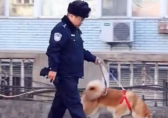 The Akitas have been missing for days, thanks to the police? When the master claimed it, he told me it was for the opposite sex