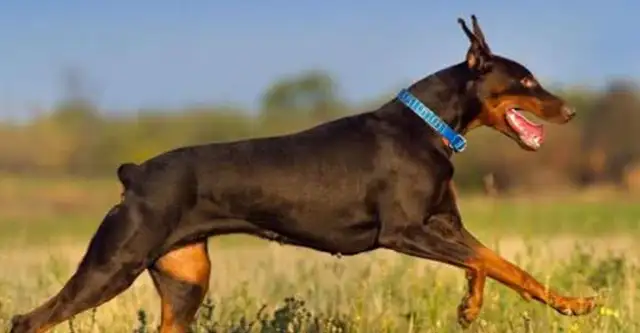 These five doggies protect their masters with their own lives
