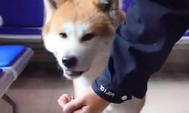 The Akitas have been missing for days, thanks to the police? When the master claimed it, he told me it was for the opposite sex