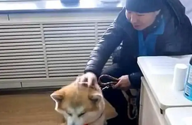 The Akitas have been missing for days, thanks to the police? When the master claimed it, he told me it was for the opposite sex