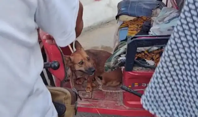 140 bucks, dog-scared dog in the car. Dog-sellers say: I don't give 10 bucks. It's..