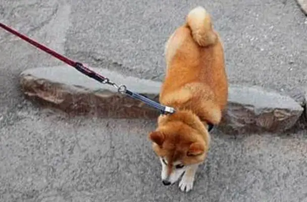 The Akitas have been missing for days, thanks to the police? When the master claimed it, he told me it was for the opposite sex