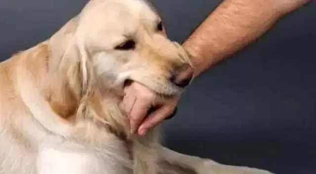 Kopp: The child was bitten by a dog. Parents need to remember these three urgent treatments