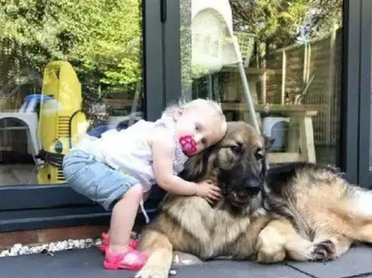 These five doggies protect their masters with their own lives