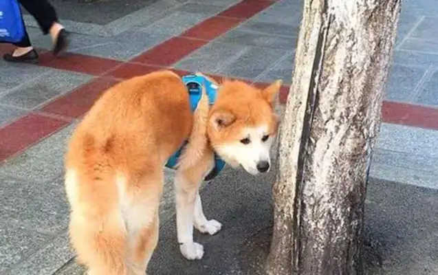 The Akitas have been missing for days, thanks to the police? When the master claimed it, he told me it was for the opposite sex
