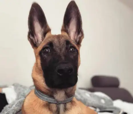 THE DEVIL IN THE UNIFORM: HORSE DOGS, FROM CHILDHOOD TO C