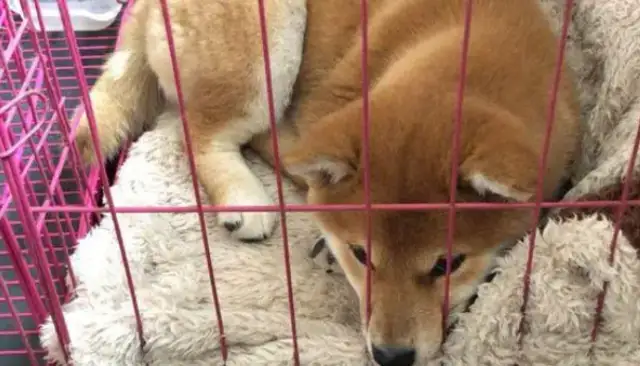 There's a living room and a bedroom in the cage of the dog