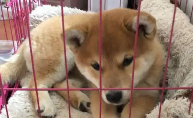 There's a living room and a bedroom in the cage of the dog