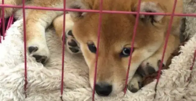 There's a living room and a bedroom in the cage of the dog