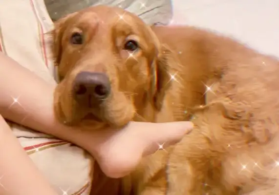 The dog who escaped from the flesh field, had his limbs cut off, turned from golden hair to Corky, and now stands up to heal everything with a smile. People