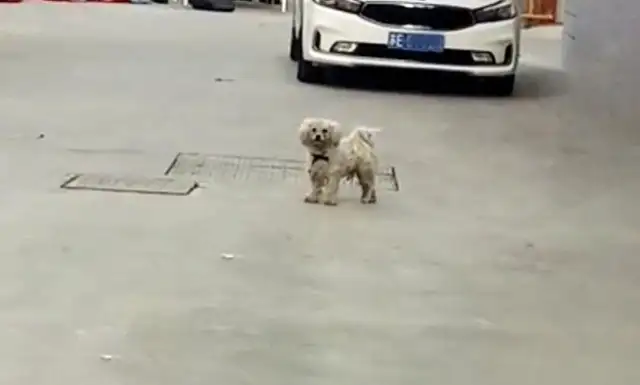 As a panda, fate is so different, that the eyes of a stray bear are envious