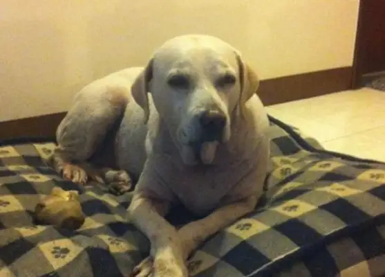 The 19-year-old dog was paralyzed, howled every night, and his master cried to death