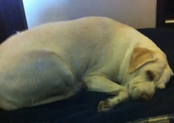 The 19-year-old dog was paralyzed, howled every night, and his master cried to death