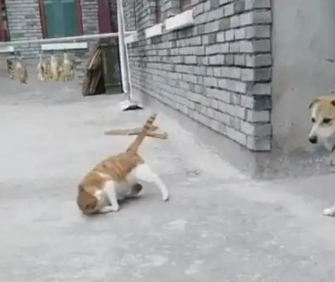 Big Orange Cat touches the porcelain dog, Orange Cat: You hit me