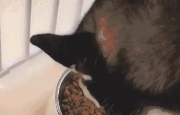 The Internet caught a dog from Haskee's bowl, and it's all gone