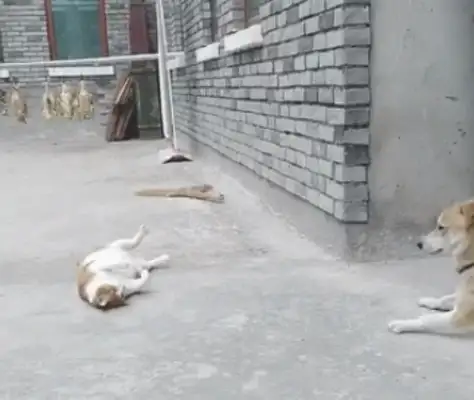 Big Orange Cat touches the porcelain dog, Orange Cat: You hit me