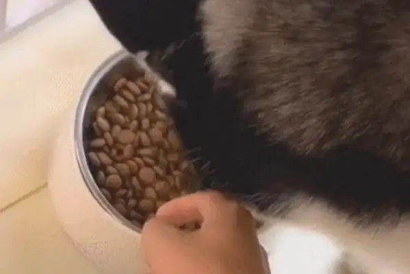 The Internet caught a dog from Haskee's bowl, and it's all gone