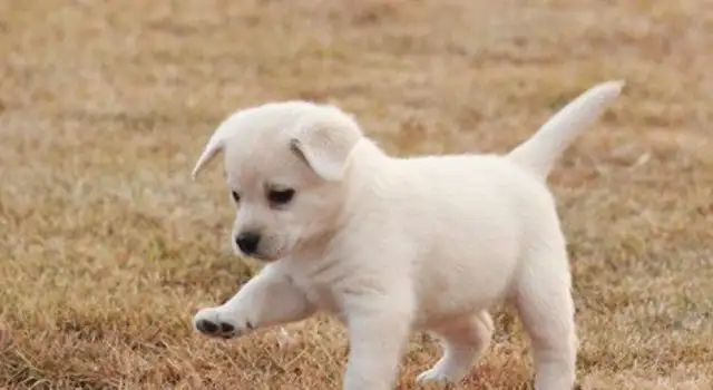 Dogs enter Australia without quarantine. Tickets