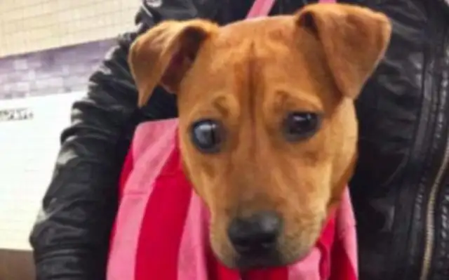 Too much love! That's how the dogs on the U.S. New York subway are brought