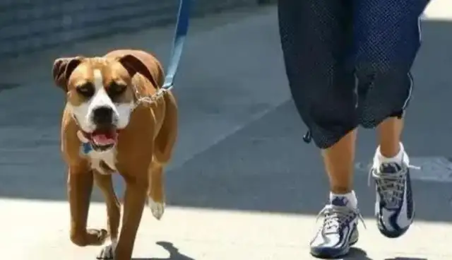 The dog didn't get hit by a rope. Owner: No fear of blackmail