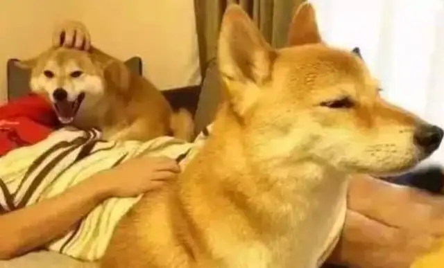 Don't look at these dogs as soft as they are, they're really jealous