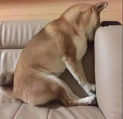 Don't look at these dogs as soft as they are, they're really jealous