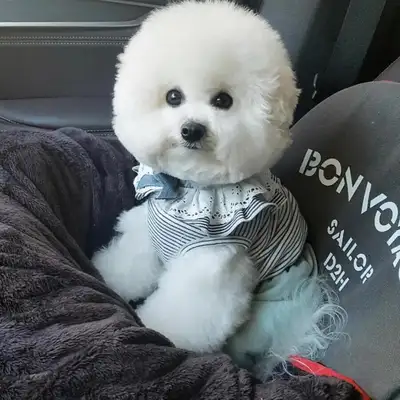 Don't look at these dogs as soft as they are, they're really jealous