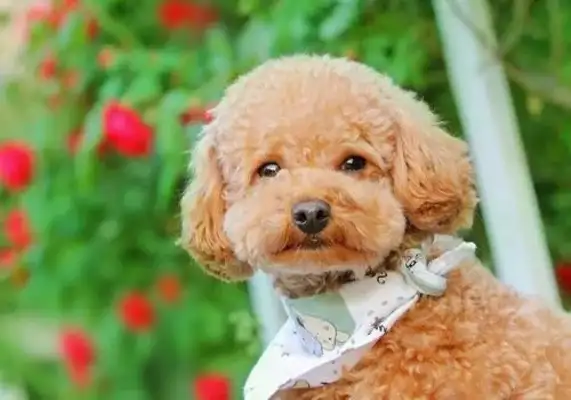 Don't look at these dogs as soft as they are, they're really jealous