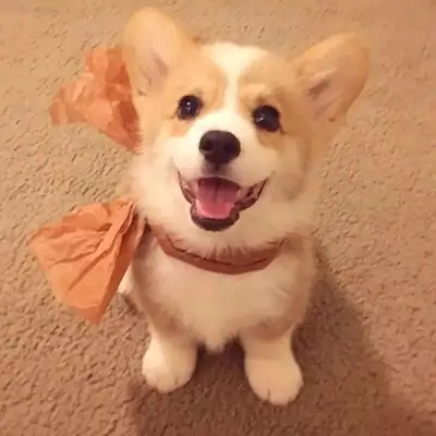 Don't look at these dogs as soft as they are, they're really jealous