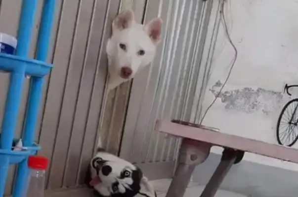 The netizens kicked Haskee out of the house, and the dogs played like that. Play