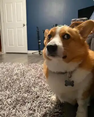 Don't look at these dogs as soft as they are, they're really jealous