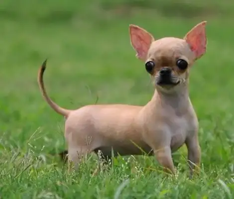 Don't look at these dogs as soft as they are, they're really jealous