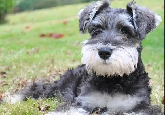 Don't look at these dogs as soft as they are, they're really jealous