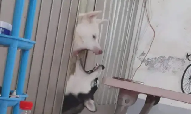 The netizens kicked Haskee out of the house, and the dogs played like that. Play
