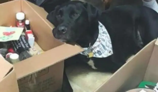One month after the dog was taken in, he was still upset