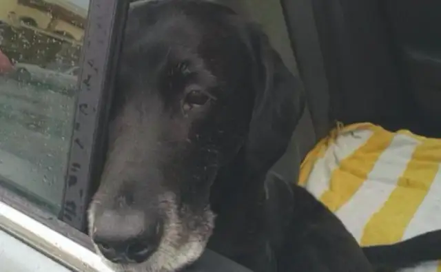 One month after the dog was taken in, he was still upset