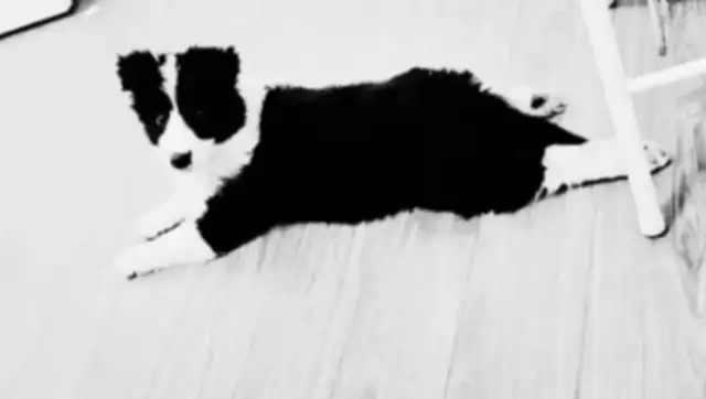 The pet dog scared the child to death
