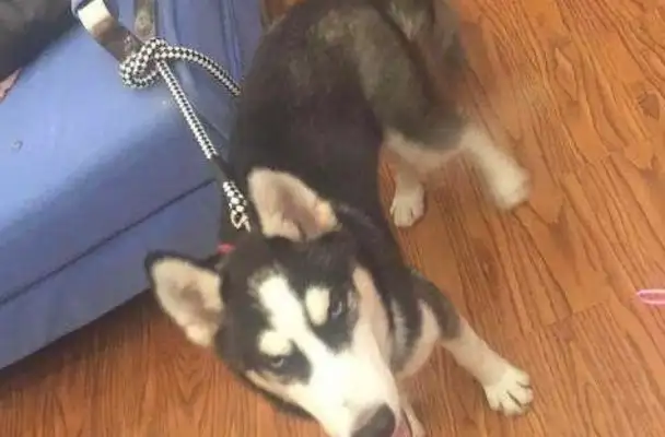 The dog thief stole our Hastych and sent him home crying a day later