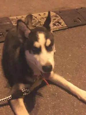 The dog thief stole our Hastych and sent him home crying a day later