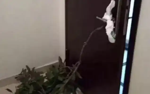 I picked up a stray dog and I thought I was tied to the door;