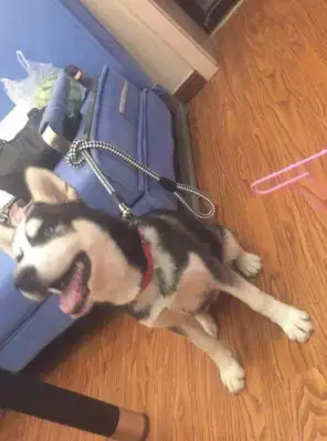 The dog thief stole our Hastych and sent him home crying a day later