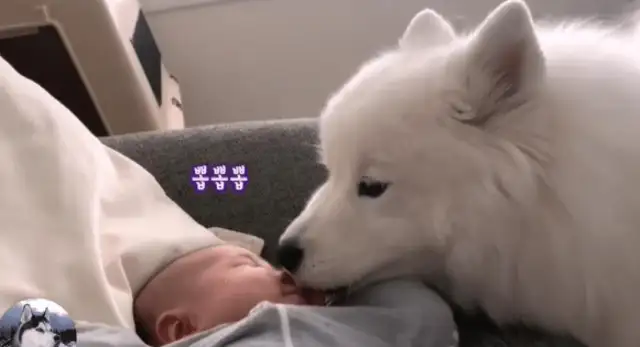She had a baby, and the big white dog used it as a treasure, and he knew how to cover it