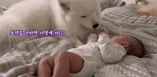 She had a baby, and the big white dog used it as a treasure, and he knew how to cover it