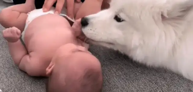 She had a baby, and the big white dog used it as a treasure, and he knew how to cover it