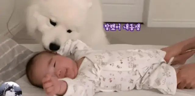 She had a baby, and the big white dog used it as a treasure, and he knew how to cover it
