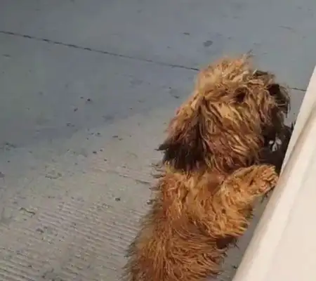 He was chased by stray dogs and stopped to see his face: How are you